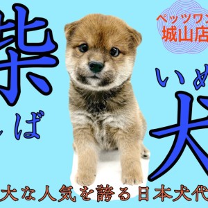 柴犬 】愛嬌抜群！絶大な人気を誇る日本犬代表の柴ちゃん登場