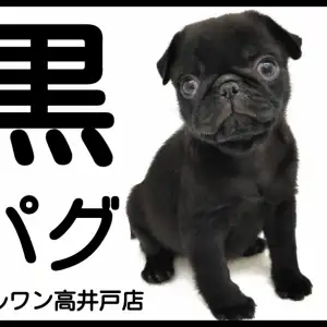 パグ 】最上級にかわいいお顔の黒パグが東京都杉並区に襲来 
