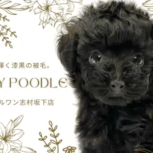 【 トイプードル 】黒いテディベアが志村坂下店に登場！友好的で人が大好きな女の子