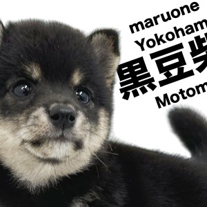 豆柴 】横浜元町おっとり黒柴のお豆さん！ | マルワンBLOG