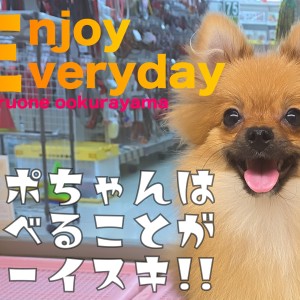 【 ポメラニアン 】ごはん大好き!ポポちゃんの食事に関して!