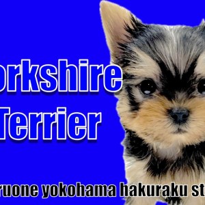 【 ヨークシャーテリア 】落ち着きと元気さを兼ね備えた甘えん坊BOY!
