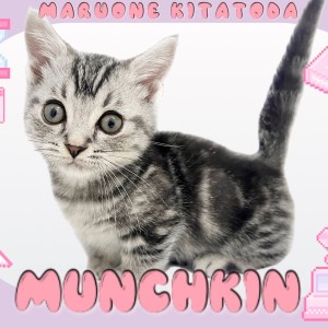 マンチカン 】短足代表！シルバータビーが美しいマンチカンが北