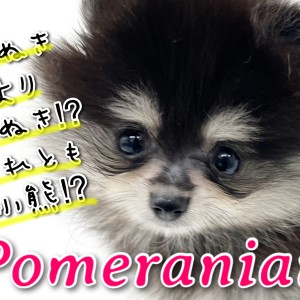 【 ポメラニアン 】たぬき?!子熊?!横浜元町に現れた小さめポメちゃん!