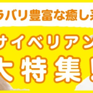 【 サイベリアン特集 】10/24現在在店中のゴージャスCAT!最新動画は必見!