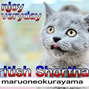 【 ブリティッシュショートヘア 】丸みが増してきた可愛い少女は寝顔も可愛かった!