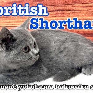 【 ブリティッシュショートヘア 】既に貫禄あり!?撫で心地抜群のまん丸にゃんこ
