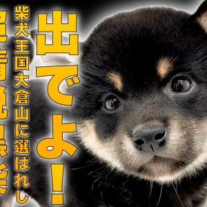 黒柴　日本画 黒柴 】1年ぶりに超精鋭黒柴登場！！希少な丸顔の黒柴子
