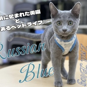 ロシアンブルー 】全てを包み込む愛情深き穏やかな貴公子に成長