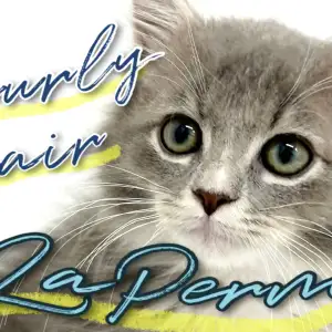 【 ラ・パーマ 】カーリーヘアに期待高まるもふキャットが横浜に降臨!