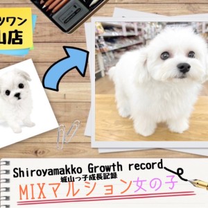 【 MIX 】 マルションの城山っ子成長報告!2024年11月15日