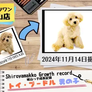 トイ・プードル 】城山っ子成長報告！2024年11月14日 | マルワン