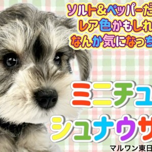 ミニチュアシュナウザー】ウィートンっぽさもある珍しいコート
