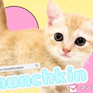 マンチカン 】まん丸フェイスで愛嬌たっぷり！甘えん坊な短足の