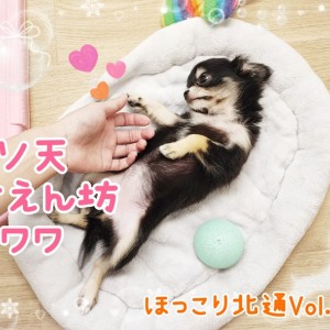 モールアート☆スムースチワワお昼寝☆へそてん