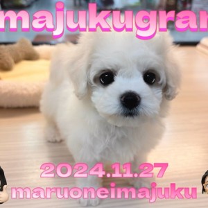 【 イマジュクグラム 】目ヂカラ最強な温厚ビションフリーゼが今宿店に登場!