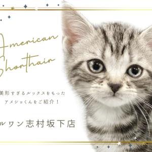SWAROVSKI アメリカンショートヘア 猫 SWAROVSKI スワロフスキー アメリカンショートヘア 猫 置物
