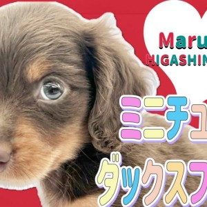 ミニチュアダックス】みんなで買い物行ったらこうなっちゃいまし