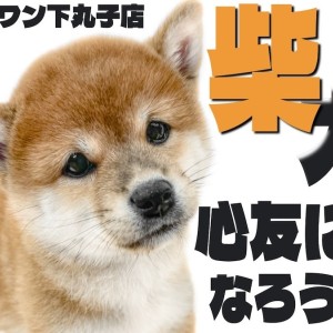 柴犬 】豊かな表情と仕草は心が温まる癒し系！心友になれる
