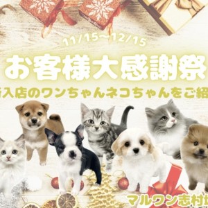 【 お知らせ 】大感謝祭終了まで残りわずか!11月に入店した新メンバーをご紹介!