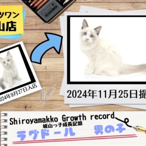 【 ラグドール 】城山っ子成長報告!2024年11月25日