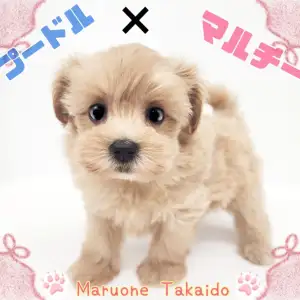 トイプードル×マルチーズ 】mix犬ランキング不動のトップ