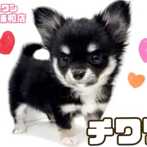 チワワ 】大人気ブラックタンカラー！小さめサイズの女の子が