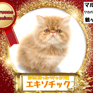 【 エキゾチック 】待望の店長激推し!ペチャカワの最高峰の猫