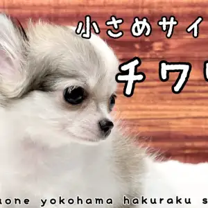 □KingLunaさま専用愛犬チワワちゃん2体ミニチュアオーダー確認用ページ□ □KingLunaさま専用愛犬チワワちゃん2体ミニチュアオーダー確認用ページ□
