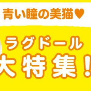 【 ラグドール特集 】11/28現在在店中の究極の美猫ちゃん!最新動画付き!