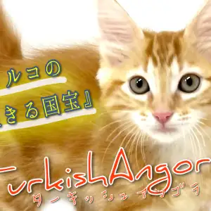 【 ターキッシュアンゴラ 】希少種!トルコの生きる秘宝が横浜元町店に上陸!