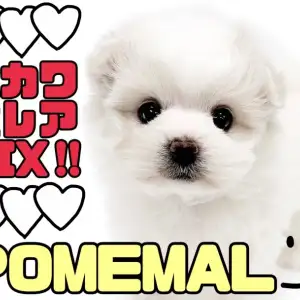 ヒメちゃん☆様ご確認用♡ 犬用名札 マルチーズ 夢見る夢子様ご確認用