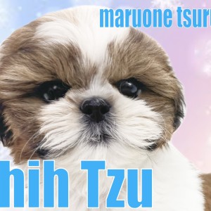 【 シーズー 】元祖愛玩犬no.1のふっくら可愛い男の子!!