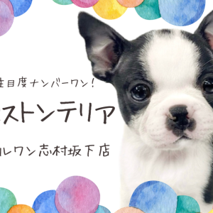 【 ボストンテリア 】愛嬌満点!タキシードを身に纏ったボストンテリアの女の子!