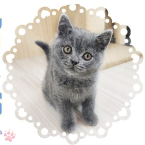ブリティッシュショートヘア 】パパはチャンピオン猫！まんまる