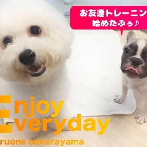 【 フレンチブルドッグ 】ドキドキのお友達トレーニング始めたぶぅ!