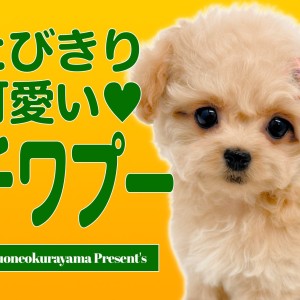 ワンワン ミニチュア チワプー 】早くもおトイレマスター！ドールフェイスが愛らしい