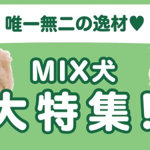 【 MIX犬特集 】12/12現在在店中の唯一無二のハーフ犬!最新動画付き!