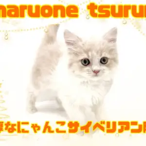 サイベリアン 】温厚な大型種！癒しにゃんこサイベリアン降臨