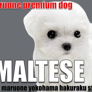 【 マルチーズ 】マルワンプレミアム認定!小柄で整ったルックスのぬいぐるみわんこ