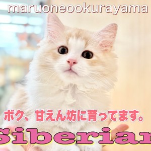 【 サイベリアン 】デレニャン確定!甘えん坊に育てるコツお答えいたします!