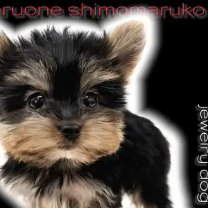 ヨーキー 】世界最小に継ぐミニマムサイズでも存在感抜群の