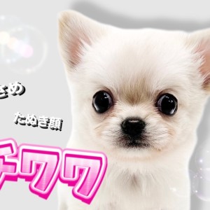 チワマル(チワワ×マルチーズ)【大阪府・女の子・2025年1月20日