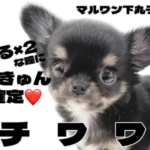 チワワページ チワワ 】小さめ家系の血統を持つオンリーワンカラーの手乗り