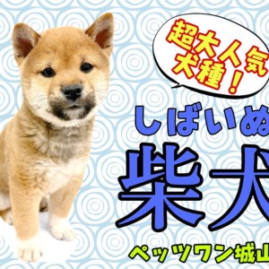 【 柴犬 】愛嬌たっぷり!ムッチリBODYが愛らしい競争率高めの柴犬登場!