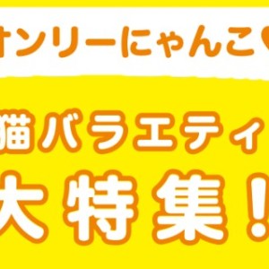 【 猫バラエティ特集 】1/30現在在店中のオンリーにゃんこ!最新動画付き!