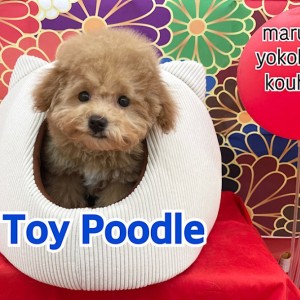 トイプードル トイプードル子犬タイニーサイズ・販売レッド・アプリコット