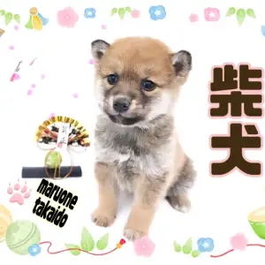 ヒトミ様柴犬①