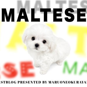 【 マルチーズ 】純白なドレスを身にまとった小さめサイズのプリンセス!