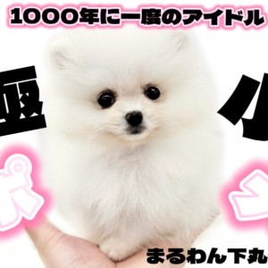 ポメラニアン 】極小サイズの白たぬきポメ！今しか出会えない